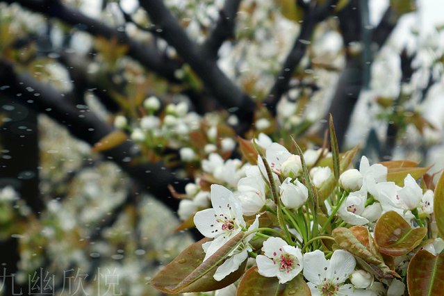 遇见树山——等一场有你的梨花雨