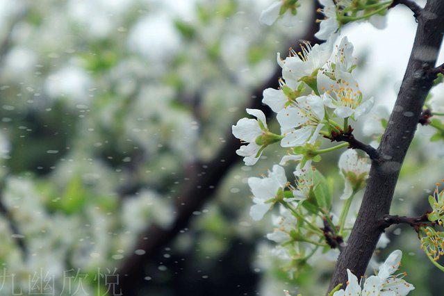 遇见树山——等一场有你的梨花雨