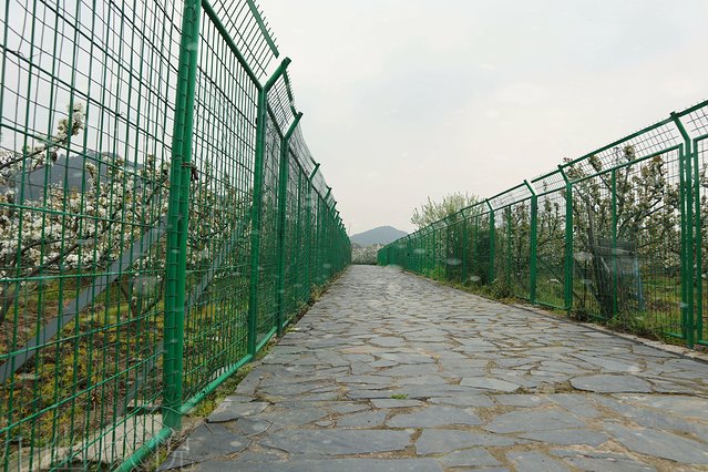 遇见树山——等一场有你的梨花雨