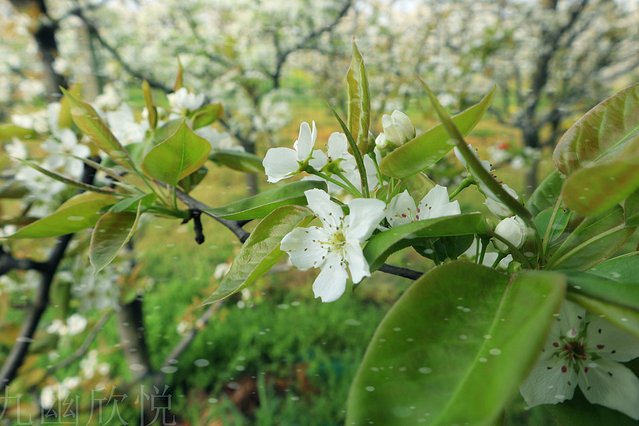 遇见树山——等一场有你的梨花雨