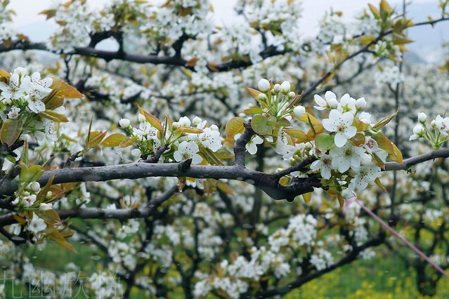 遇见树山——等一场有你的梨花雨