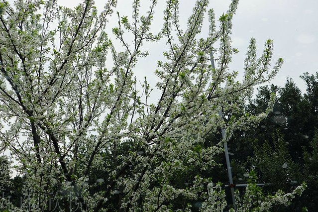遇见树山——等一场有你的梨花雨