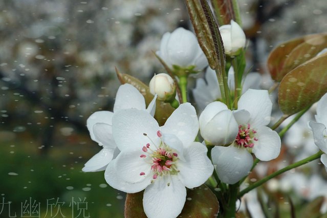 遇见树山——等一场有你的梨花雨
