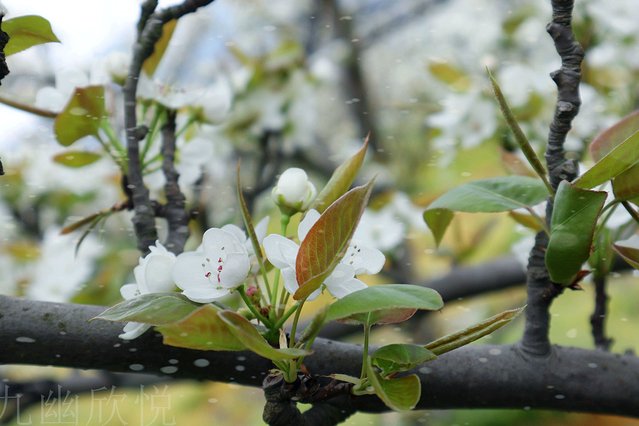 遇见树山——等一场有你的梨花雨