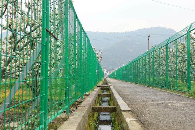 遇见树山——等一场有你的梨花雨