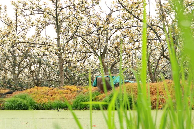 遇见树山——等一场有你的梨花雨