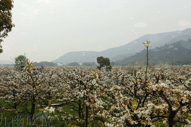 遇见树山——等一场有你的梨花雨
