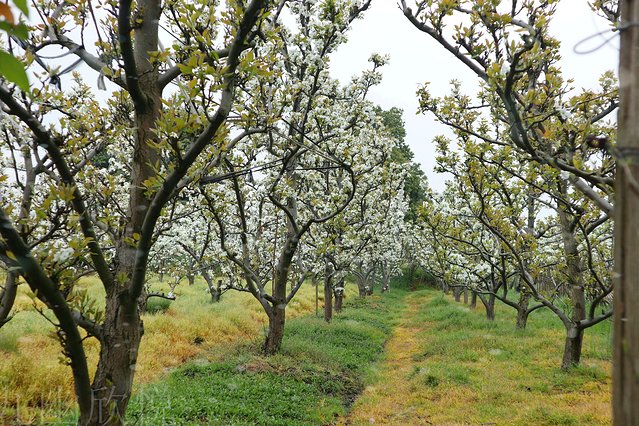 遇见树山——等一场有你的梨花雨