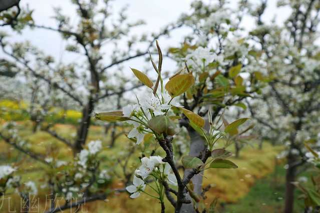 遇见树山——等一场有你的梨花雨