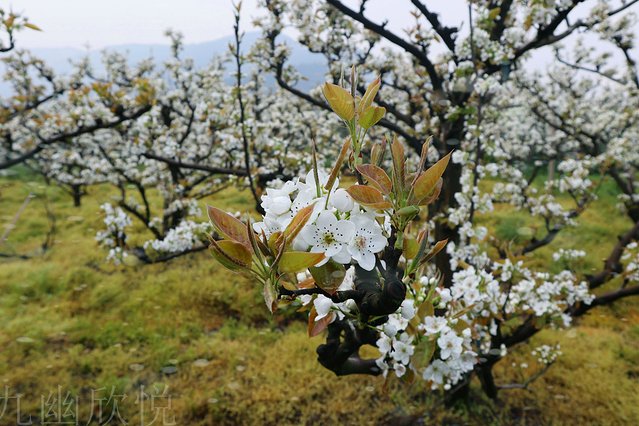 遇见树山——等一场有你的梨花雨