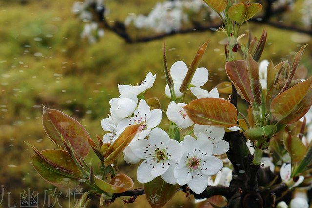 遇见树山——等一场有你的梨花雨