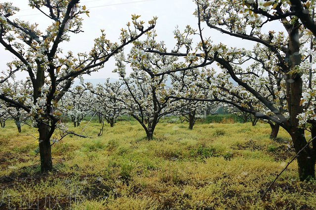 遇见树山——等一场有你的梨花雨