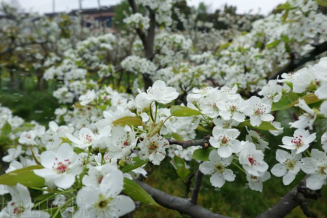 遇见树山——等一场有你的梨花雨