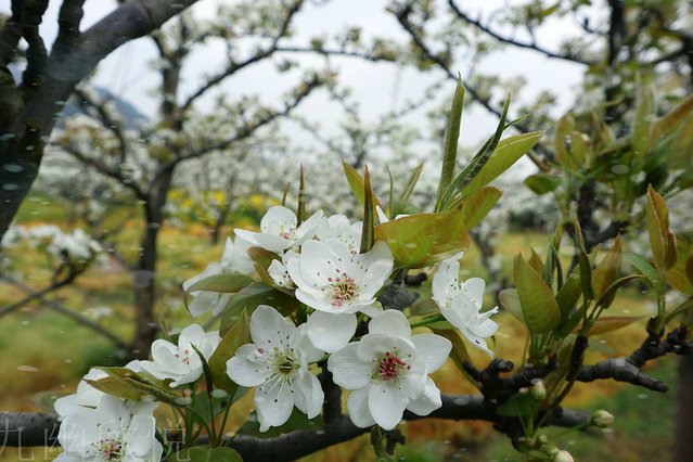 遇见树山——等一场有你的梨花雨