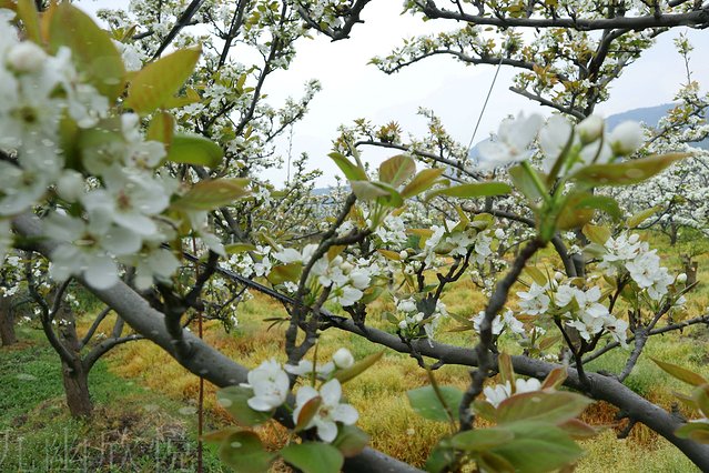 遇见树山——等一场有你的梨花雨