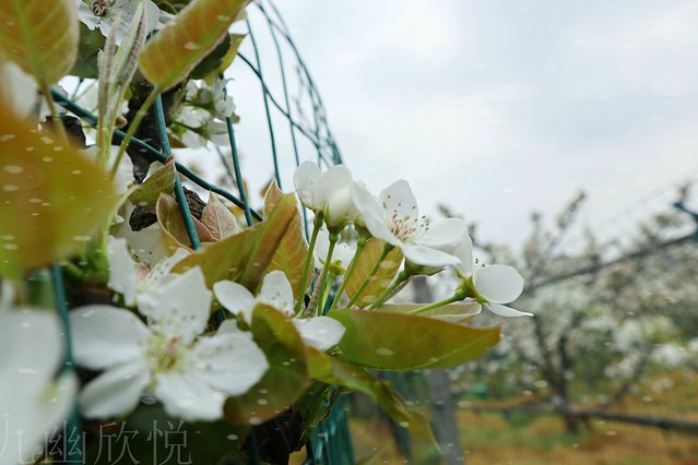 遇见树山——等一场有你的梨花雨