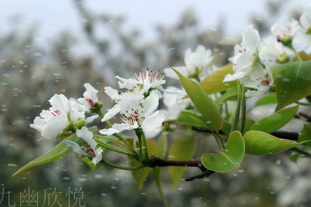 遇见树山——等一场有你的梨花雨