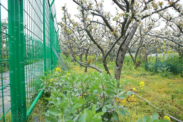 遇见树山——等一场有你的梨花雨