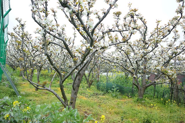 遇见树山——等一场有你的梨花雨