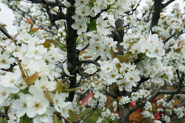 遇见树山——等一场有你的梨花雨