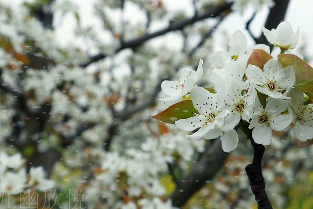 遇见树山——等一场有你的梨花雨
