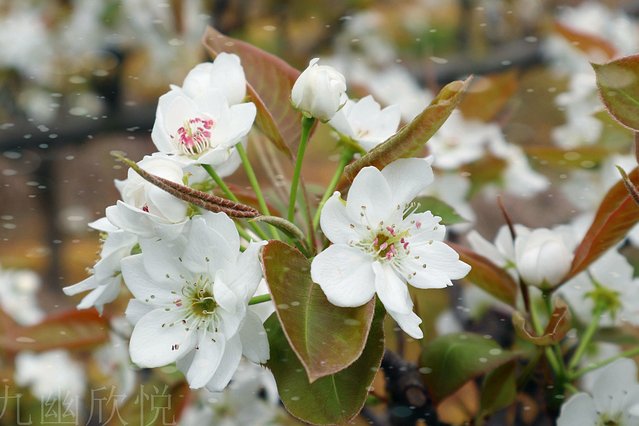 遇见树山——等一场有你的梨花雨