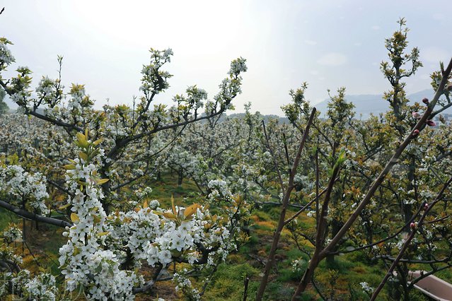 遇见树山——等一场有你的梨花雨