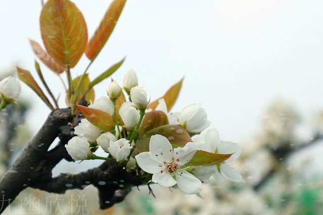 遇见树山——等一场有你的梨花雨
