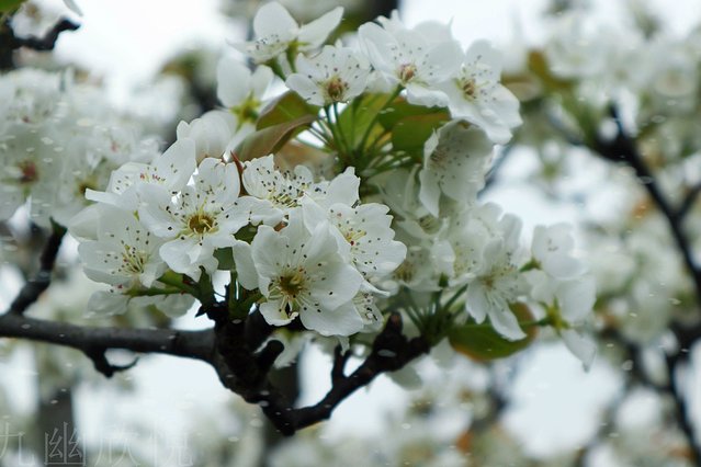 遇见树山——等一场有你的梨花雨