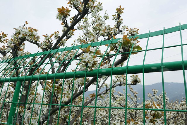 遇见树山——等一场有你的梨花雨