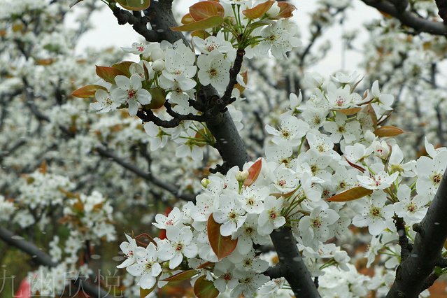 遇见树山——等一场有你的梨花雨