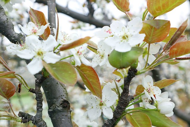 遇见树山——等一场有你的梨花雨