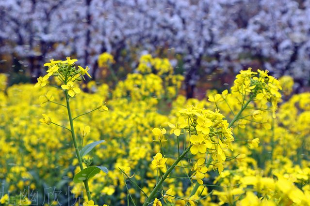 遇见树山——等一场有你的梨花雨