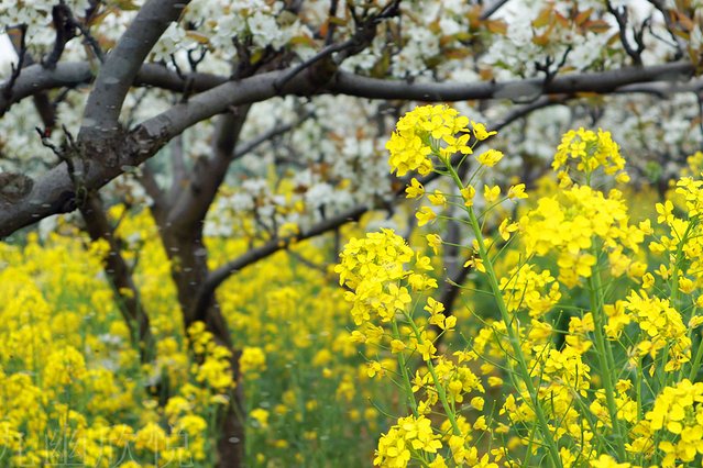 遇见树山——等一场有你的梨花雨