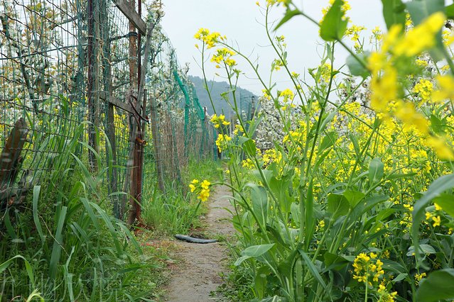 遇见树山——等一场有你的梨花雨