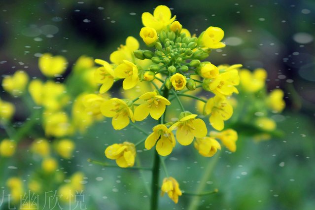 遇见树山——等一场有你的梨花雨