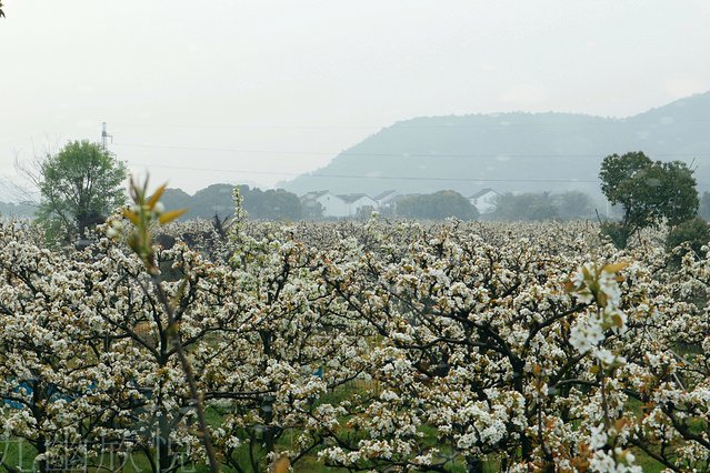 遇见树山——等一场有你的梨花雨
