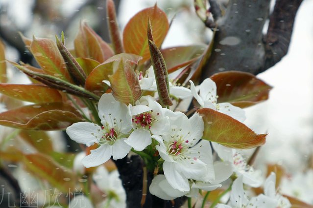 遇见树山——等一场有你的梨花雨