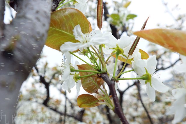 遇见树山——等一场有你的梨花雨