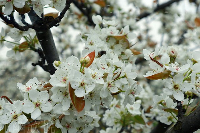 遇见树山——等一场有你的梨花雨