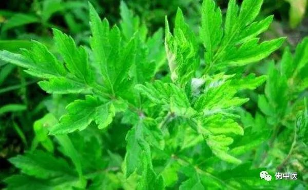 【药师在线】除了做“艾糍”，艾叶的养生价值竟然还有这么多