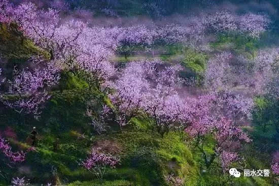 清明小长假在即，丽水出行哪堵？烟花燃放如何规定？速戳这里！