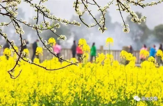 清明小长假在即，丽水出行哪堵？烟花燃放如何规定？速戳这里！