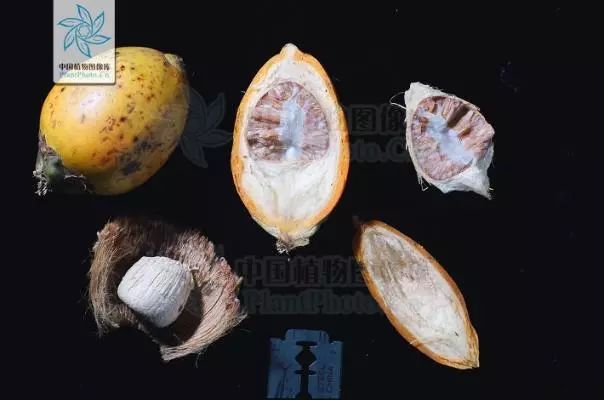 姘存灉鎭堕瓟,鎭堕瓟姘存灉