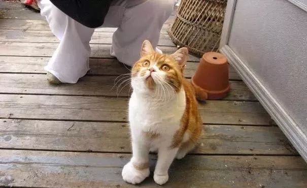 深夜和客服搞笑聊天截图,深夜和客服的聊天截图