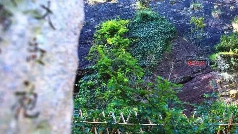 小长假私藏目的地！睡进上海这些小而美的民宿，让大自然对你轻轻说声早安可好？