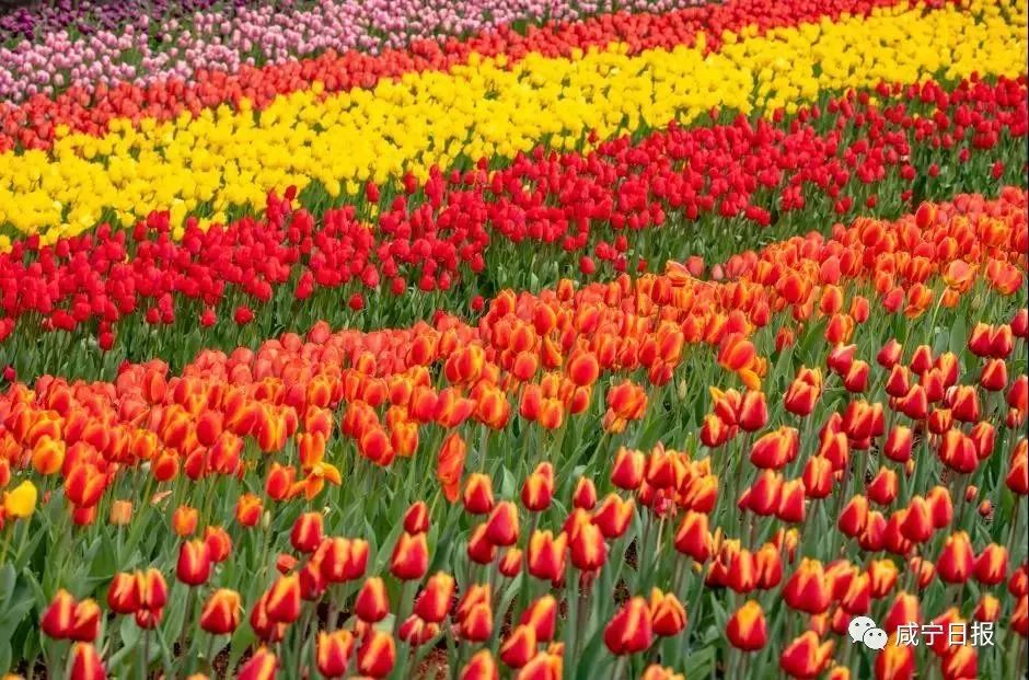 清明假期2023放假安排表,公司清明假期放假通知