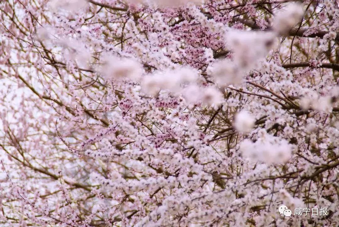 清明假期2023放假安排表,公司清明假期放假通知