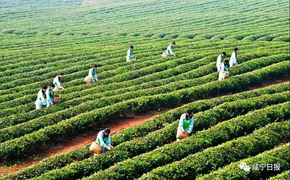 清明假期2023放假安排表,公司清明假期放假通知