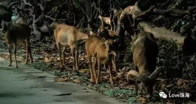 珠海挺住,澳门挺住